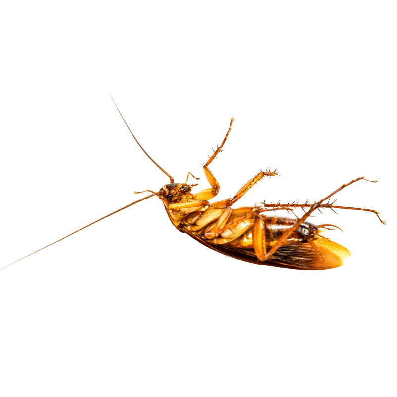 Cockroach