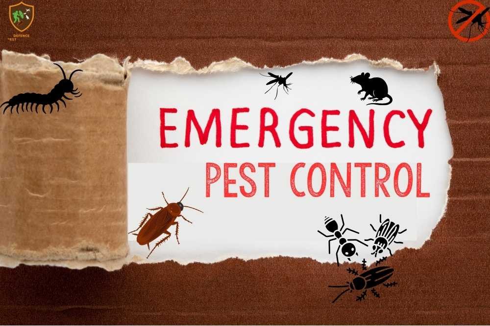 Emergency Pest Control in Bangladesh