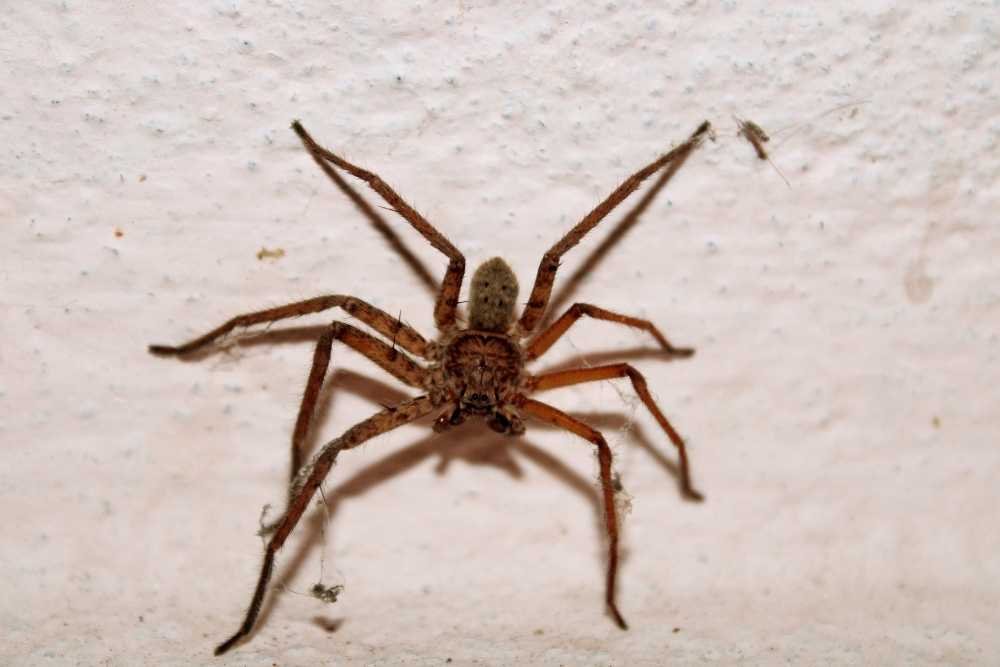 Our Professional Spider Control Service in Chittagong