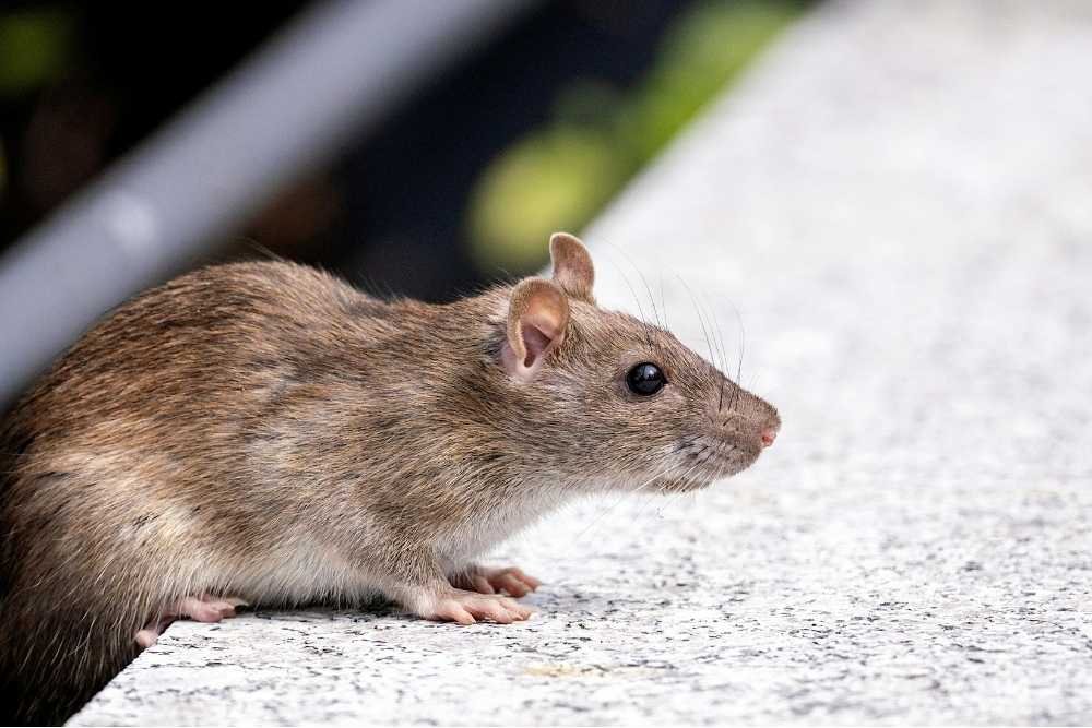 When to take professional rodent control service?