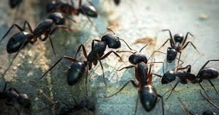 Ant control in bd