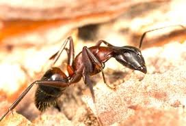 Ant control in dhaka