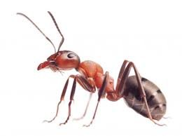 Ant control