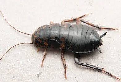Pest Control Services