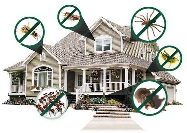 Pest Control Services